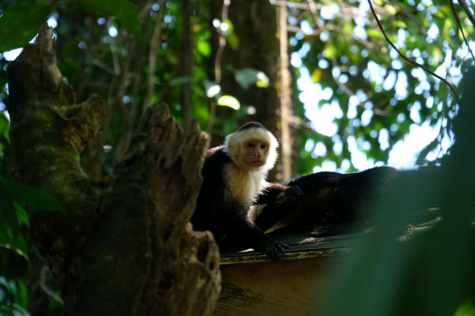 Beach scene at Manuel Antonio National Park, Costa Rica