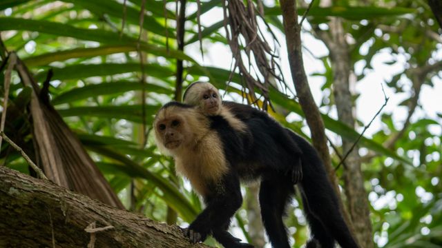 Costa Rica National Parks: How to Visit, Reservations, and Which Ones Matter
