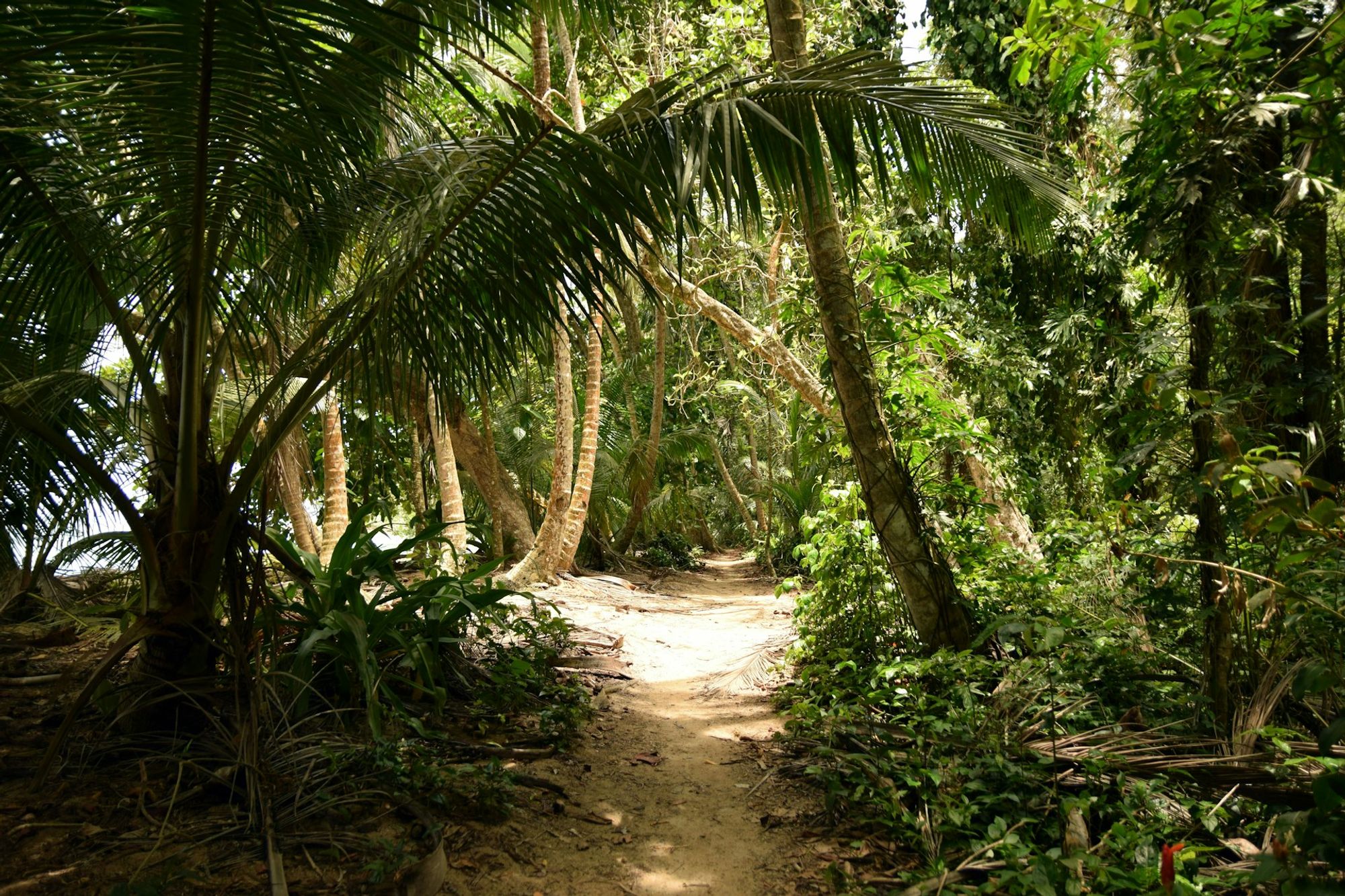 Beach scene at Tortuguero National Park, Costa Rica