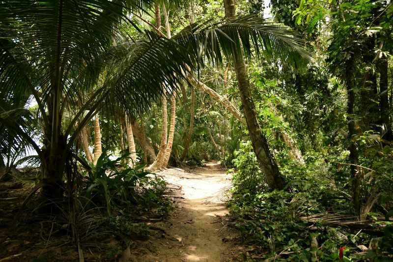 Beach scene at Tortuguero National Park, Costa Rica